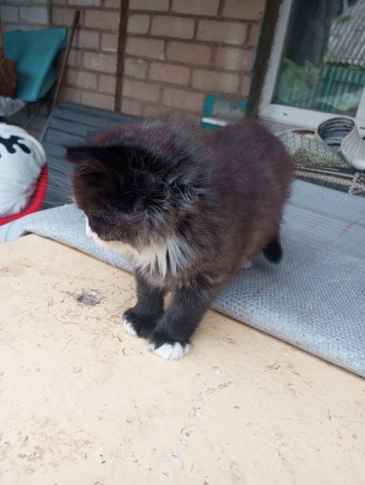 Маленький котик-муркотик