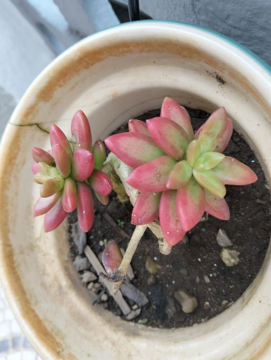 Planta Suculenta "Jelly Bean"