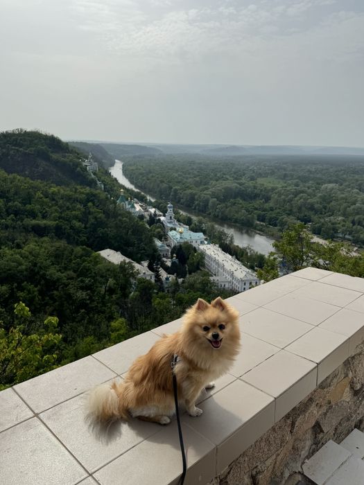 Шпиц ищет невесту