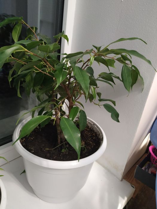 Фикус , комнатные растения