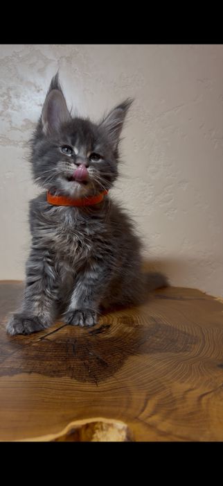 Мейнкун шоу класса