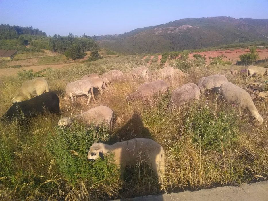 Ovelhas Churra Galega Bragançana