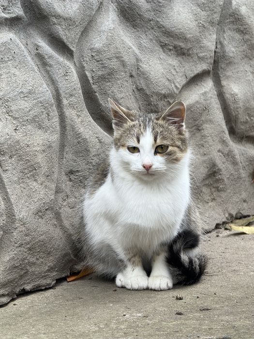 Котенятка шукають  домівку