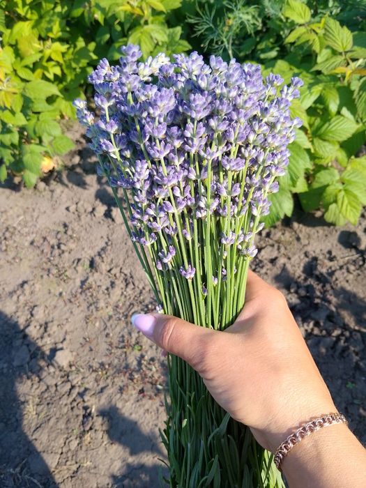 Квіти, букетики лаванди