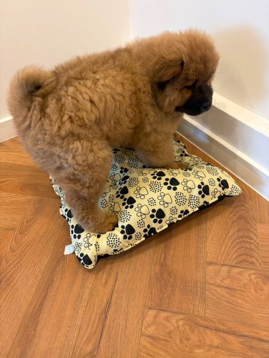 Przeuroczy misio Chow-Chow