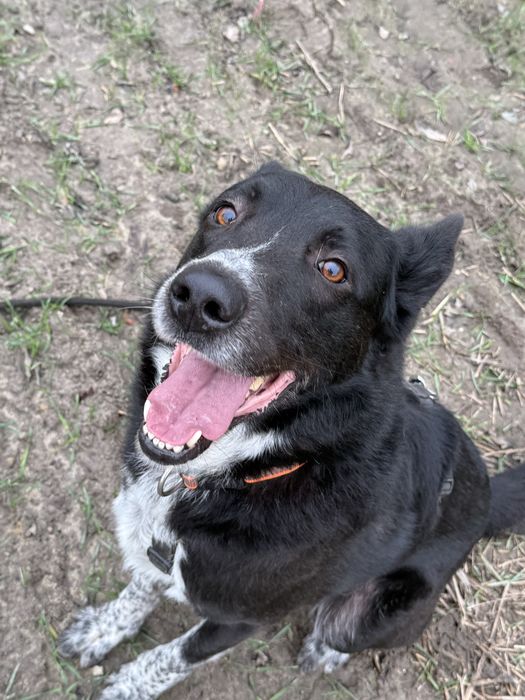 KORNEL do pilnej adopcji!