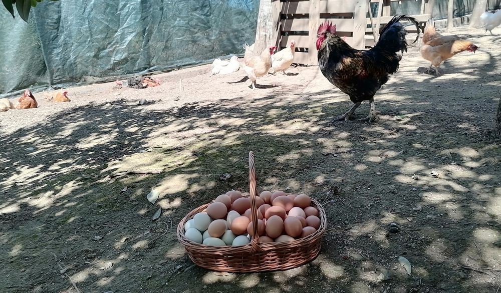 Ovos caseiros e frescos