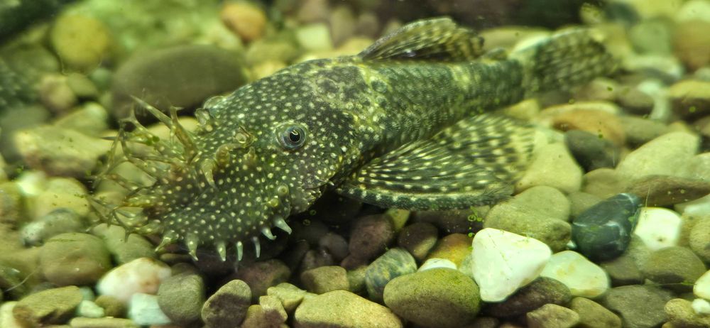 Акваріумні рибки анциструс гупі блакитний неон