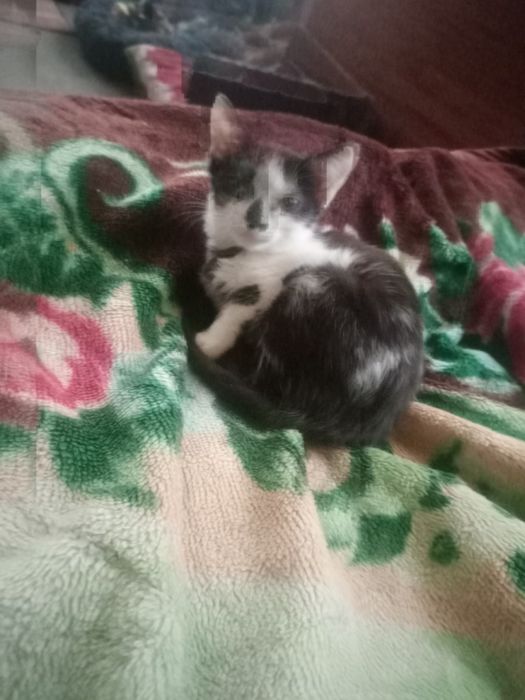 Віддам безкоштовно кішечку