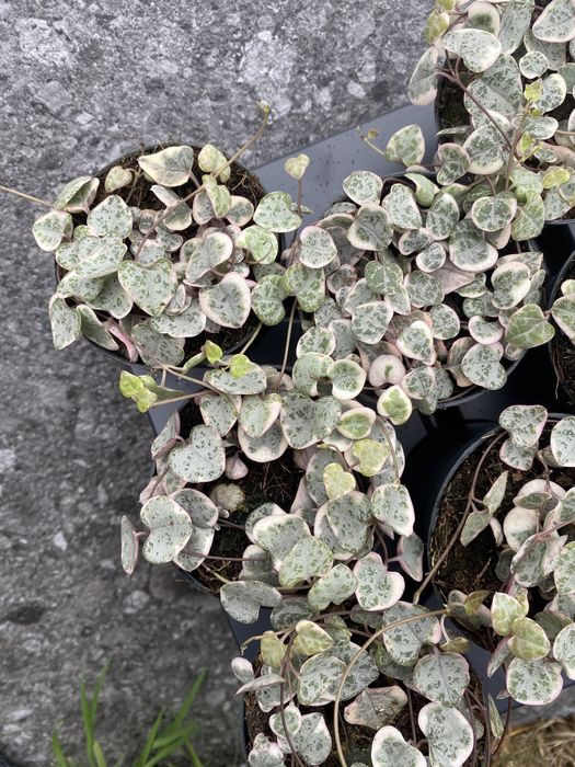 Церопегія Вуду Варієгатна , Ceropegia Woodii Variegata