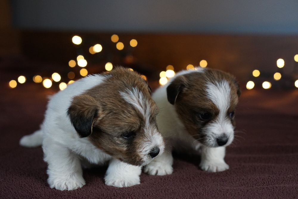 Szczenię z oficjalnej hodowli FCI  ZKwP oddz.  Chojnice