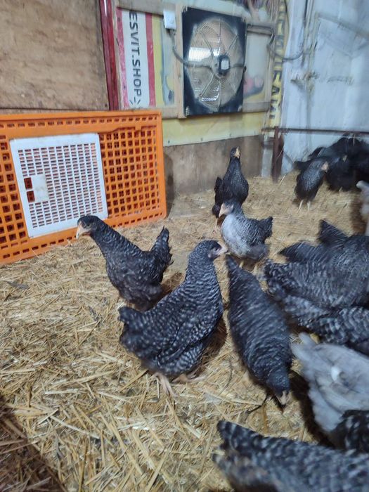 Продам кури несушки! Доставка безкоштовна. Літин!