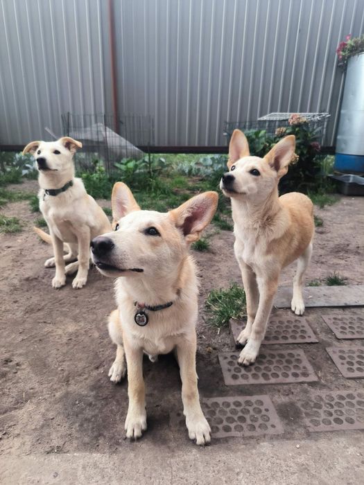 Цуценята в добрі руки