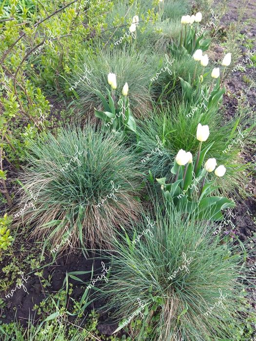 Сумах. Клематис. Бересклет. Лилии. Ирисы. Спирея. Тюльпаны.