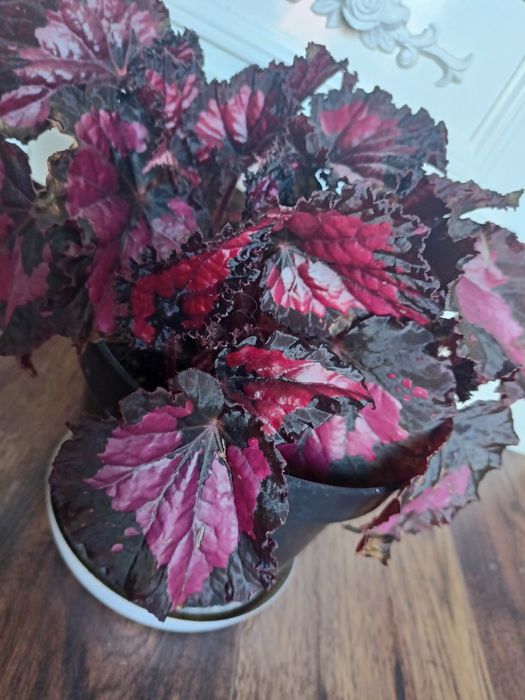 Sprzedam Begonia Rex