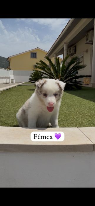 Border collie fêmea