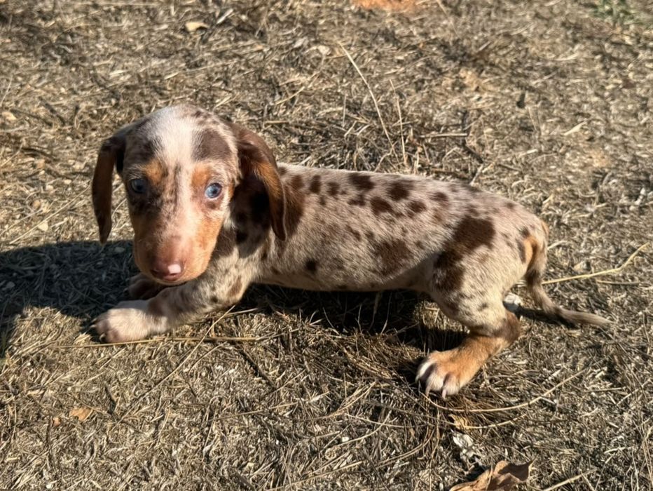 Teckel Miniatura  Piebald/Arlequim Isabela