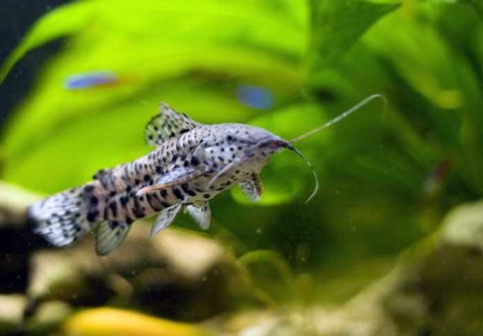 GB Kiryśnik Czarnoplamy - dowóz ryb!