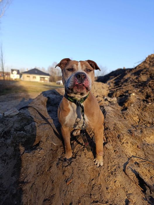pitbull / amstaff szuka domu