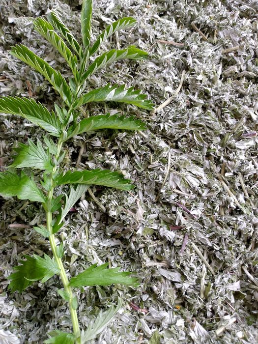 Pięciornik gęsi ziele 200 gram