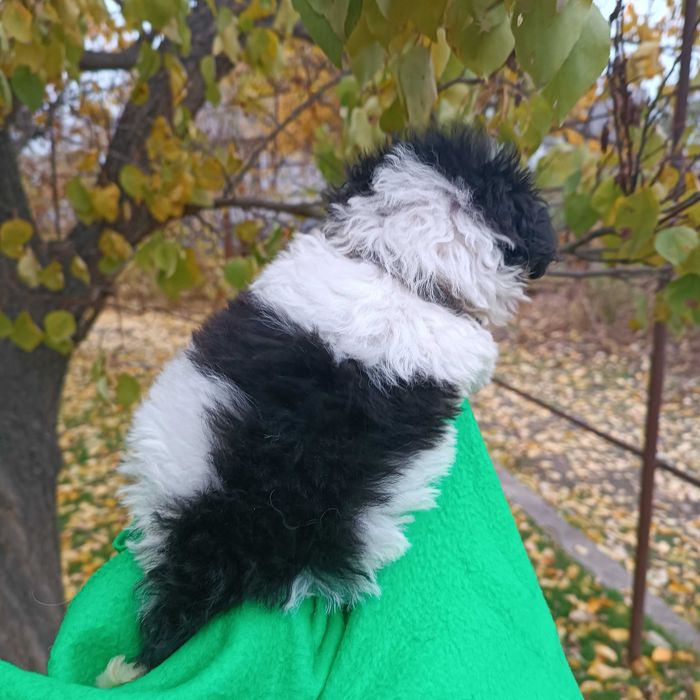 Щенок той пудель  в окрасе Арлекин