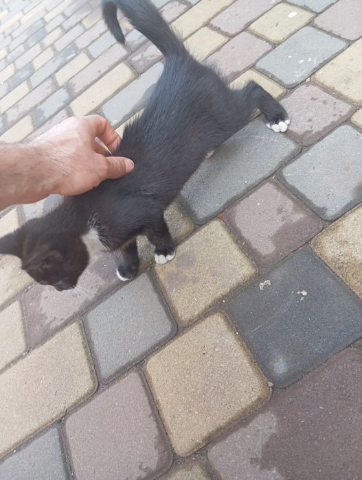 Отдам кота полтава