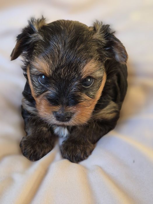 Yorkshire Terrier  pies