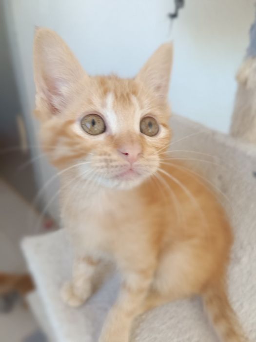 Gatinho (macho), para adoção em Viseu