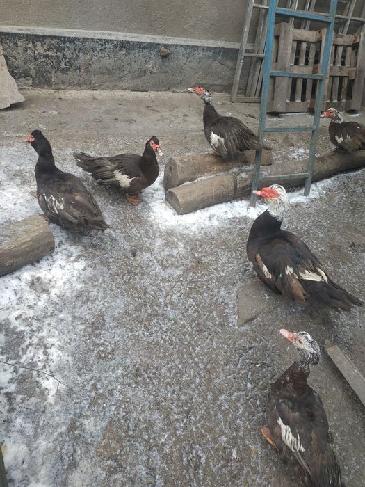 Індо-качки, индо-утки