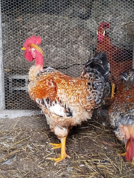 Vendo galos caseiros