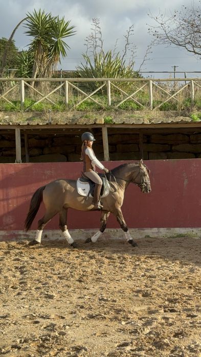 Poldro Lusitano Puro - Potro Bay Blue book Complet Ortigao coast lines