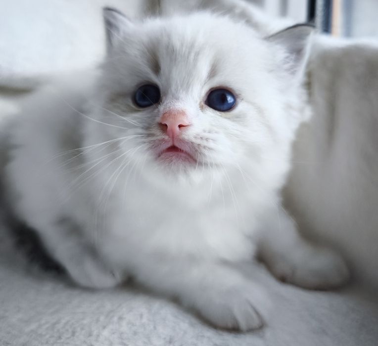 Kocurek Ragdoll z rodowodem do rezerwacji