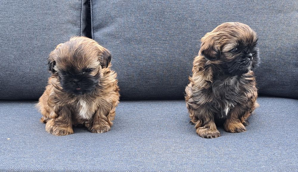 Shih tzu  suczka  mała