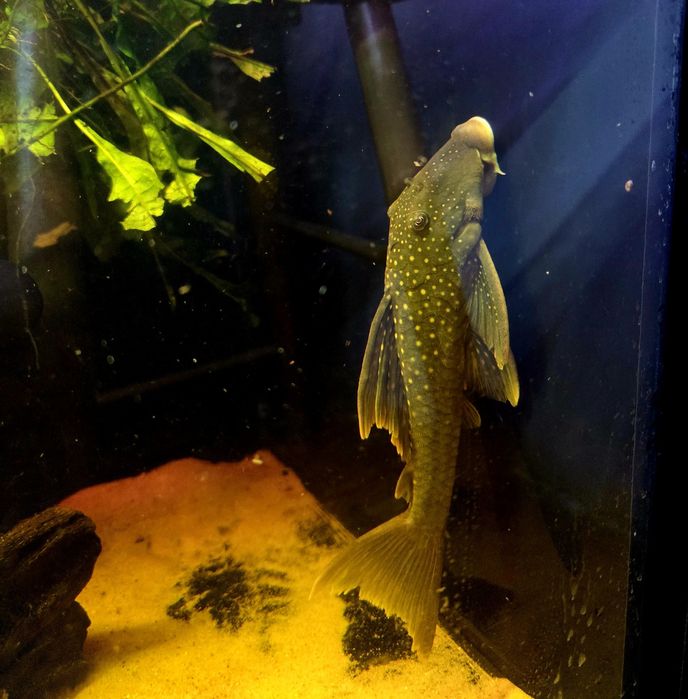 Zbrojnik L200 green phantom (Hemiancistrus subviridis) odłów f0