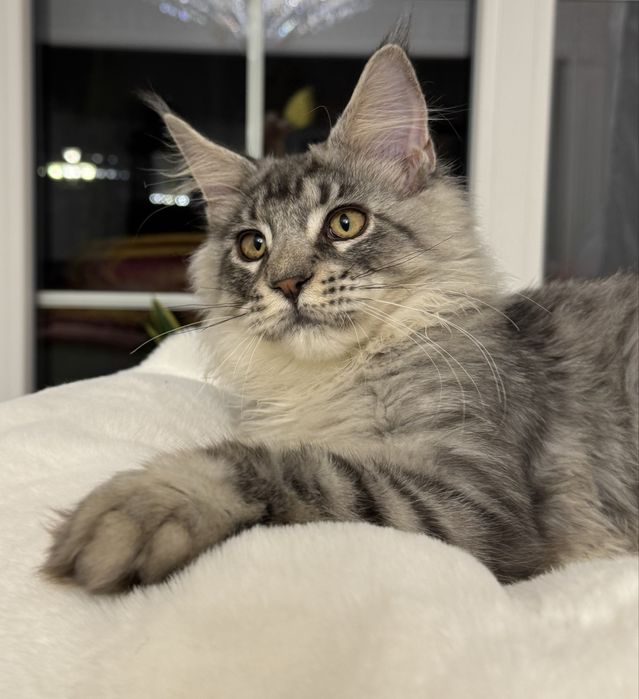 Мейн Кун - серебристый котенок с кисточками