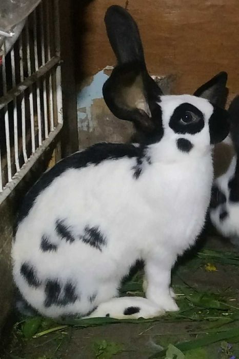 кролики кролички строкачі