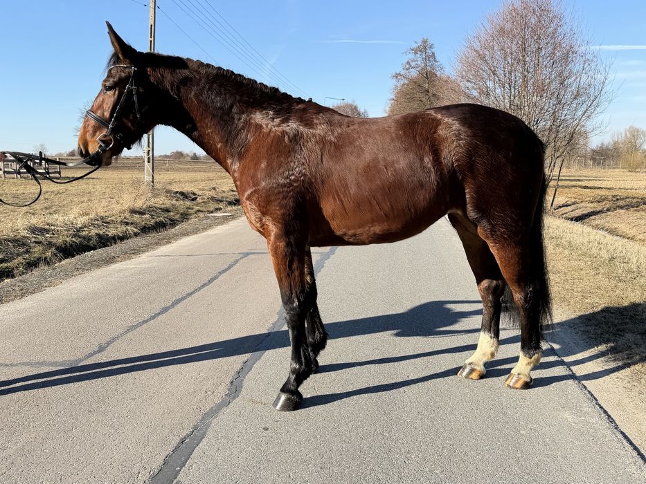 3 letnia klacz śląska