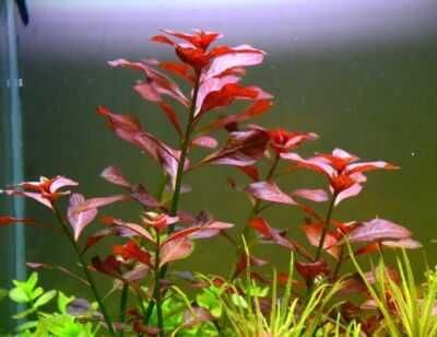 Rośliny akwariowe Ludwigia Repens