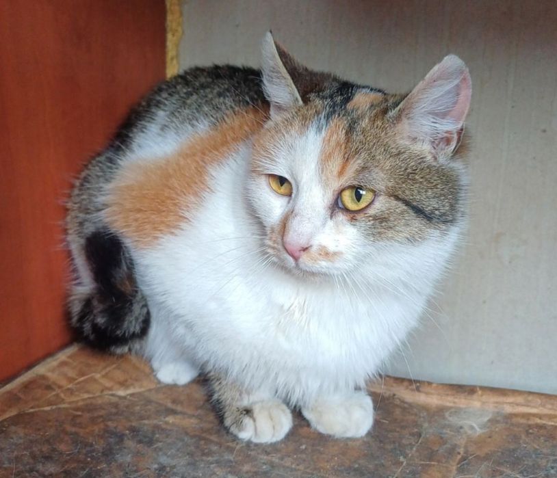 Люся шукає новий дім