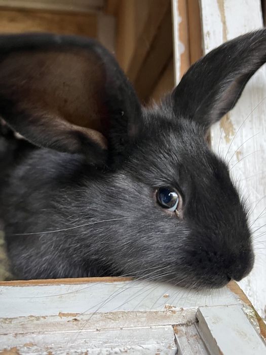 Продам кролей порода Фландр