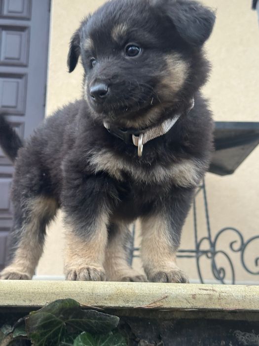 Цуценята в добрі руки