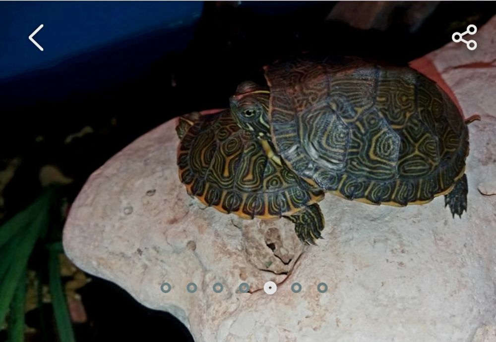 Żółwiki wodno-lądowe