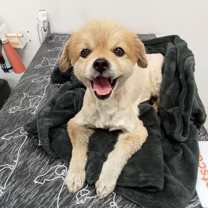 Malutka Kropka szuka domu / do adopcji