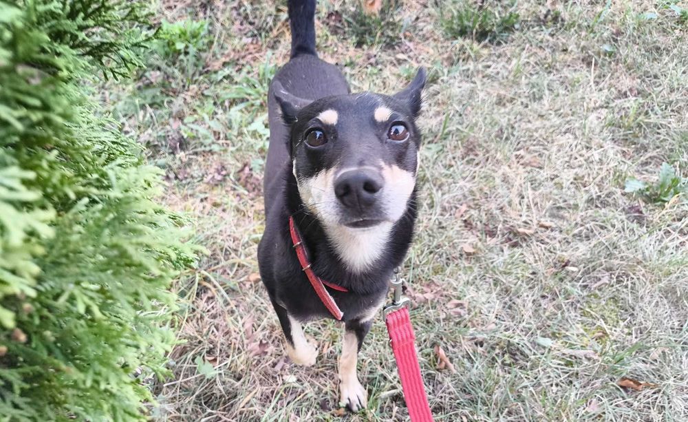 Pilne! Cudowny piesek usycha w schronisku