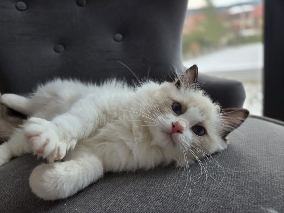 Kotek RAGDOLL kocurek seal  Bicolour