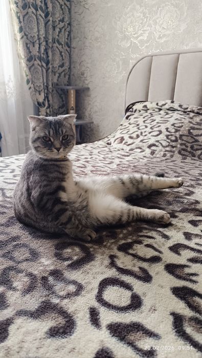Продам - Шотландську висловуху кішку(Скотіш-Страйт) 11міс.