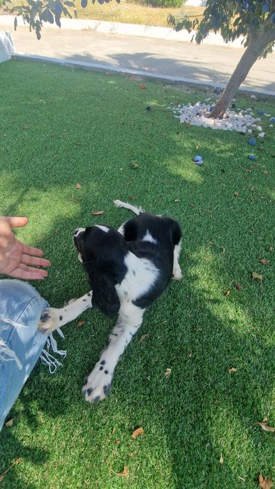 Cocker Spaniel Inglês Azul Ruão macho