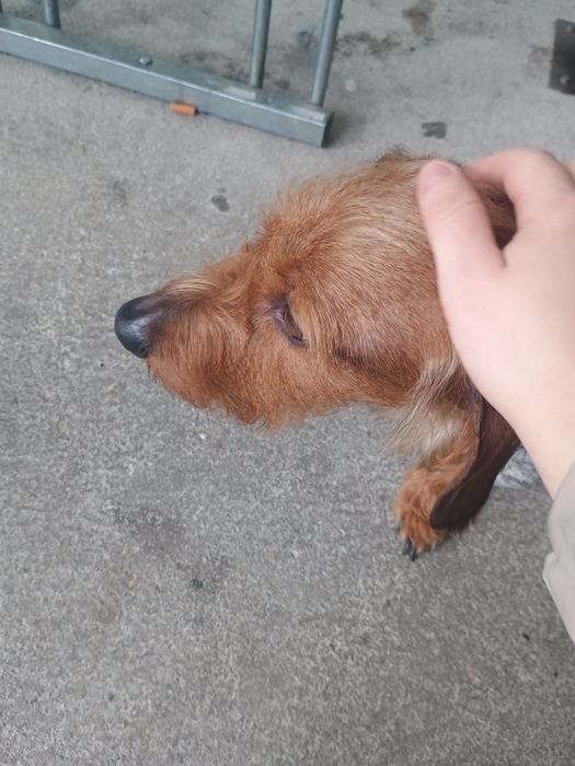 Passeio com cães e faço petsitting