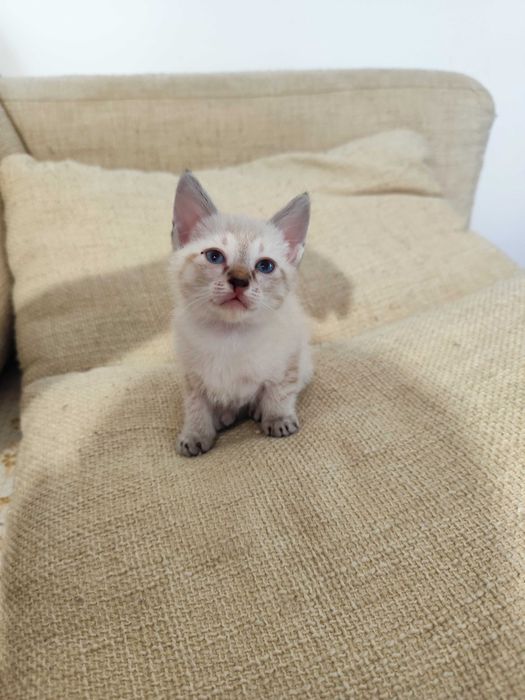 Gatinhos para adoção