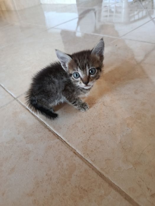Doação de filhotes de gato